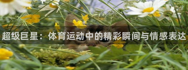 凯发官网下载平台是正规平台吗知乎:超级巨星:体育运动中的精彩